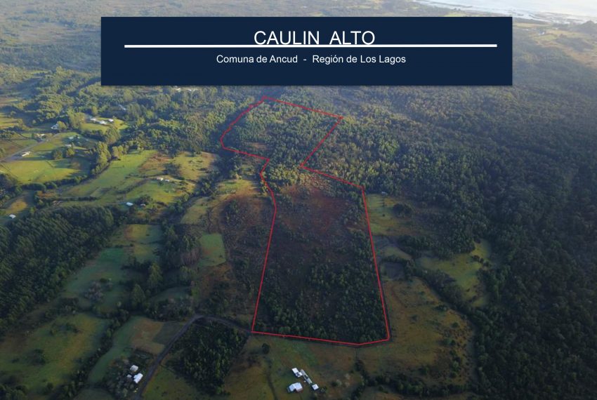 Caulin Alto final-1-1