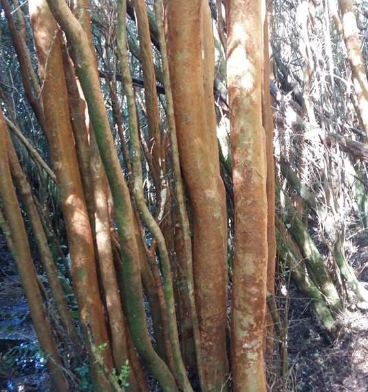 WhatsApp Image 2021-01-31 at 17.10.51-3