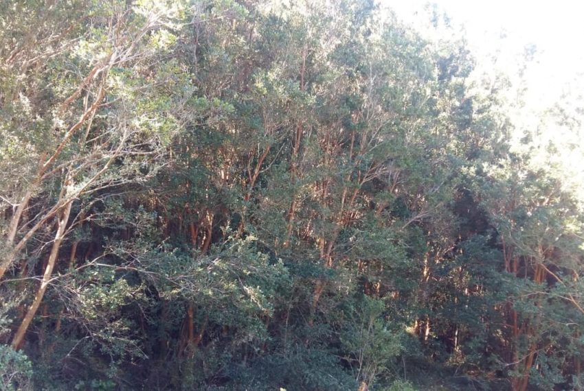 WhatsApp Image 2021-01-31 at 17.10.52-2