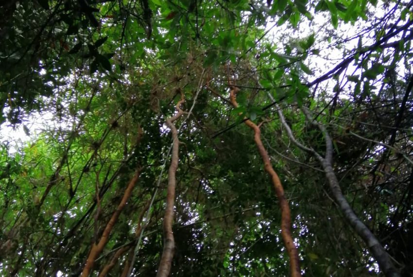 WhatsApp Image 2021-01-31 at 18.06.13-2