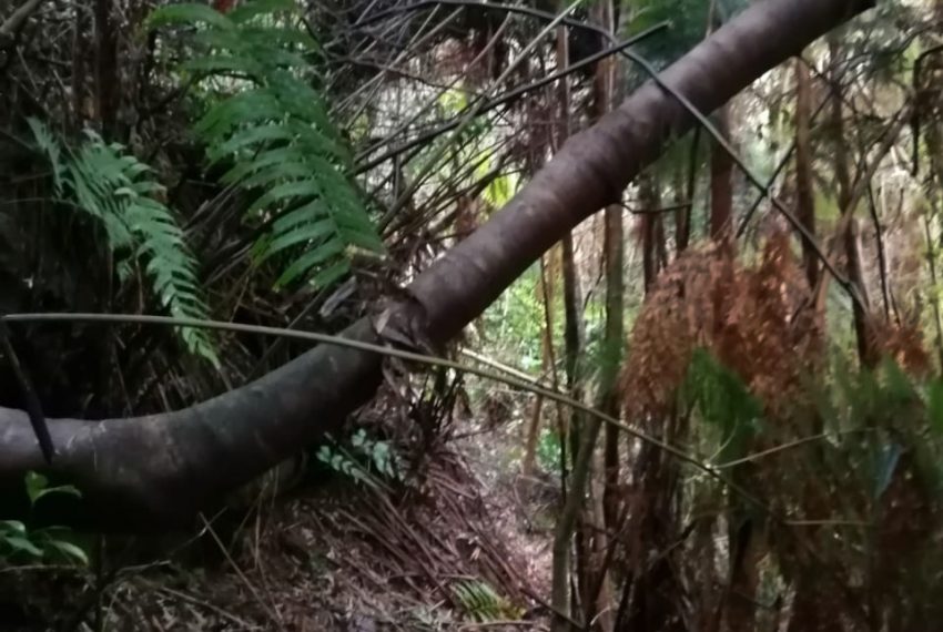 WhatsApp Image 2021-01-31 at 18.06.13