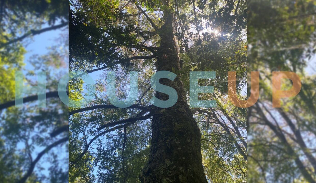 Captura de pantalla 2026-01-15 223833